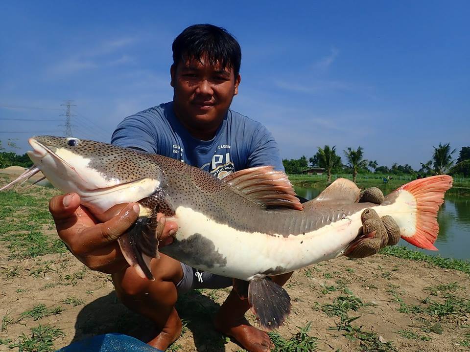 红尾鲶厉害吗,李大毛钓红尾鲶