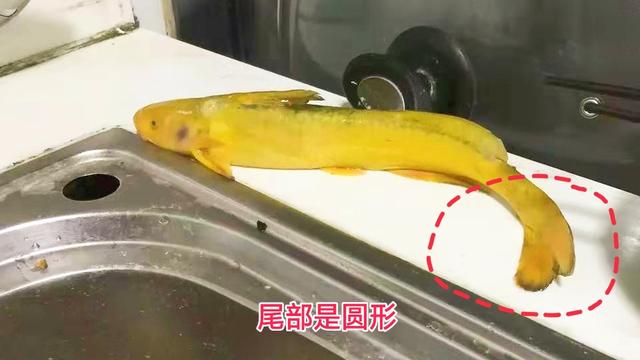 邕江野钓牛尾巴鱼,黄河半碗水半碗沙