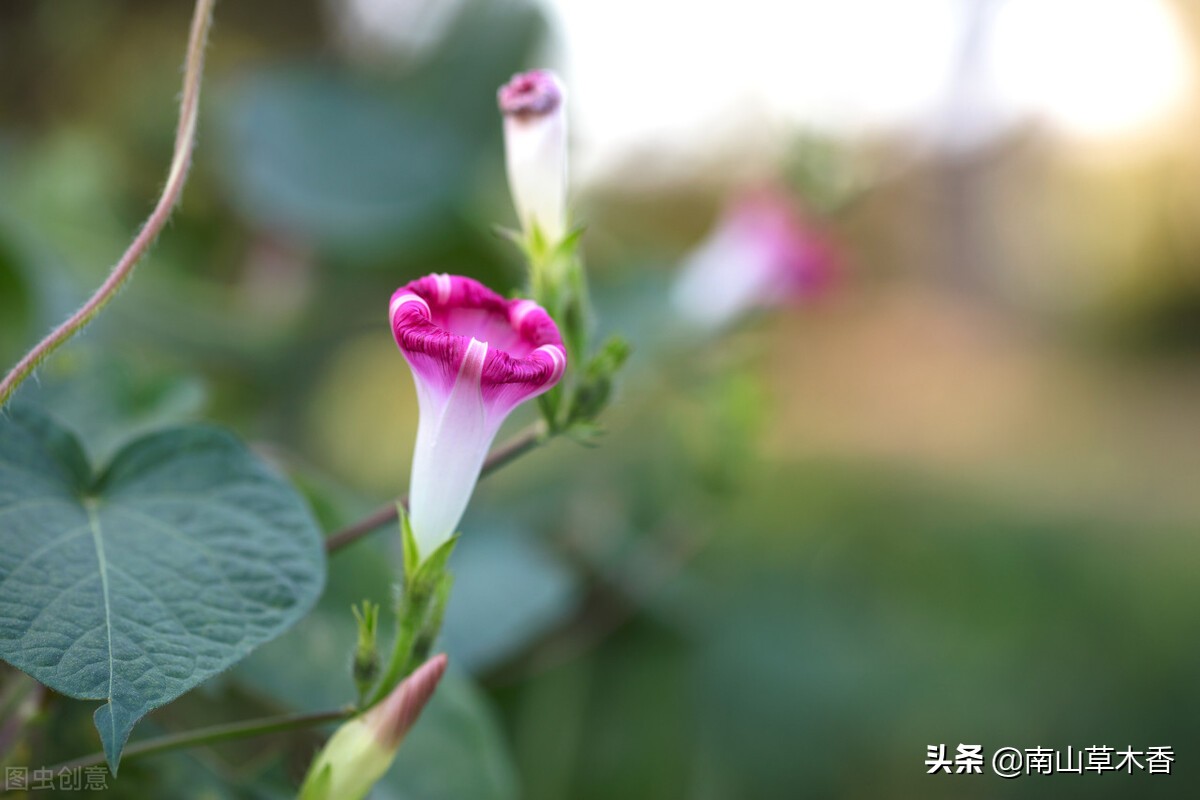 美丽的牵牛花故事,美丽的牵牛花