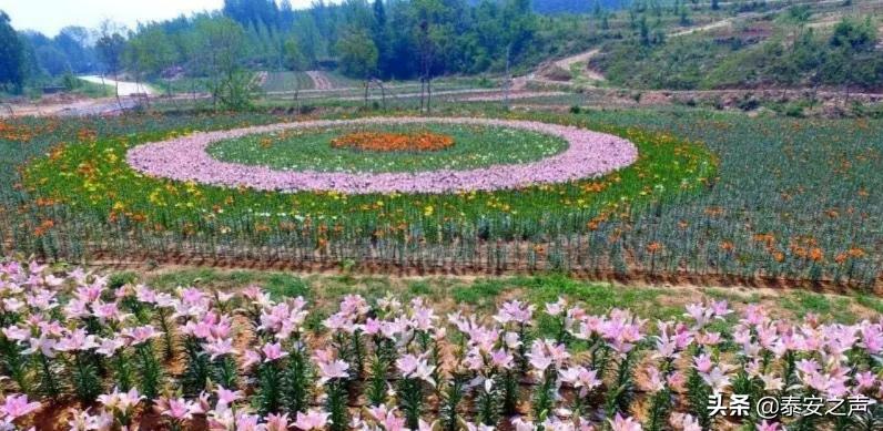 泰山百合和园简介,泰山百合和园