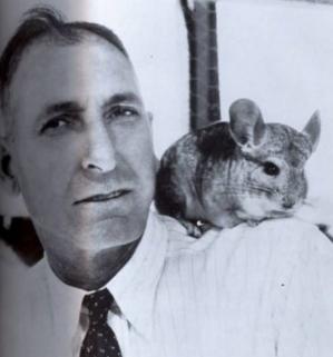 龙猫是不是老鼠的一类,龙猫到底是不是老鼠