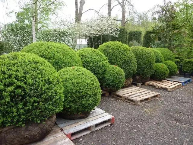 值得推荐的苗木,最值钱的苗木排行榜