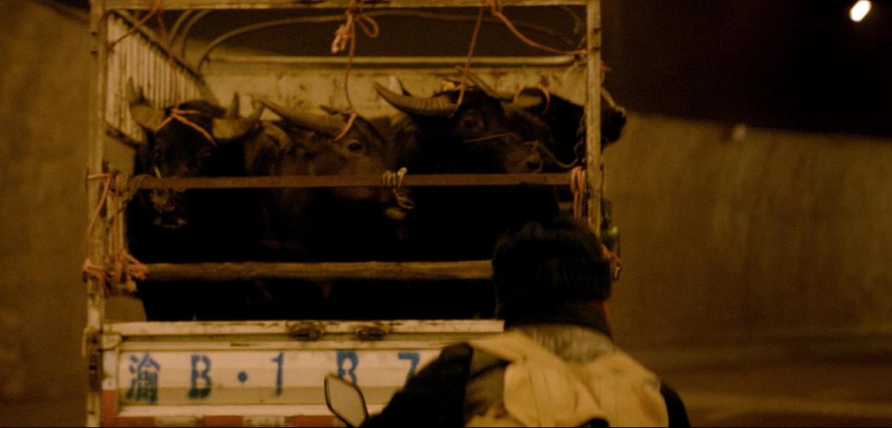 《天注定》：从叙事结构出发，浅析贾樟柯电影语言中4种动物隐喻