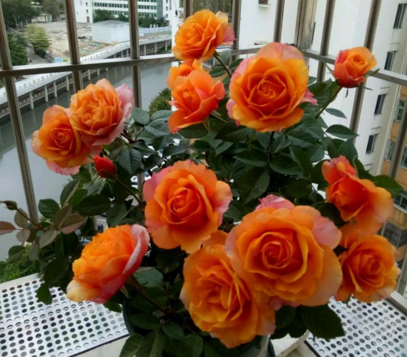 月季中的开花劳模,超微月季一年四季都能开花