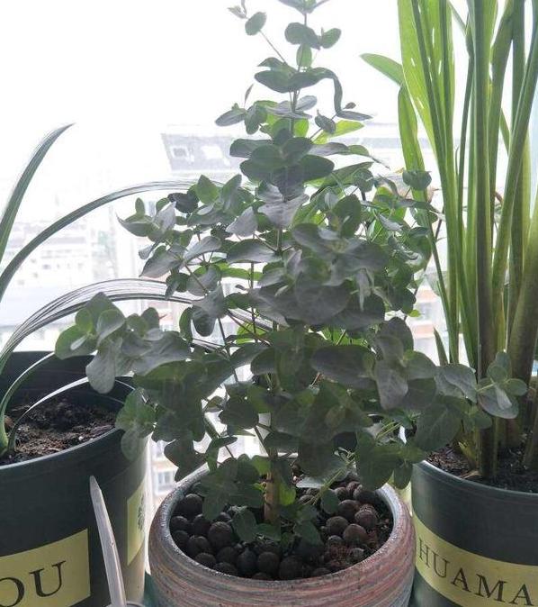 原叶尤加利盆栽怎么养,最适合盆栽的尤加利品种