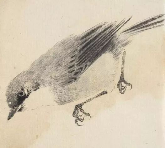 最简单画鸟的画法,各种鸟的画法简单又漂亮