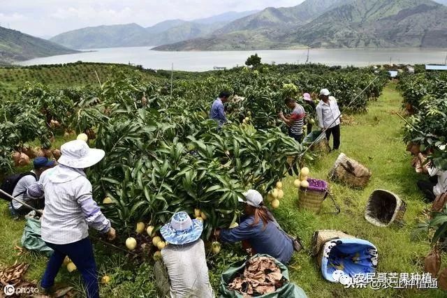 芒果流胶病怎么治疗,芒果流胶病防治措施