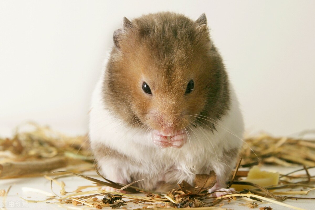 养鼠经验：仓鼠拉软便会自愈吗