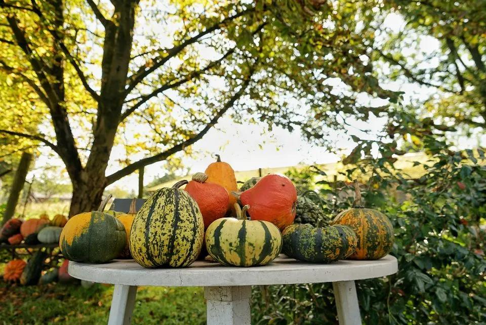 荷兰人身体素质,荷兰人素质怎么样