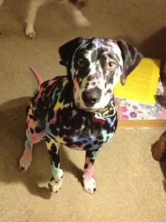 那些年网上买过最奇葩的物品,盘点网上买到的那些奇葩东西