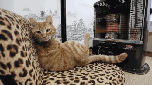 新手养刚出生的小奶猫怎么养,刚出生的小奶猫如何喂养才能养活