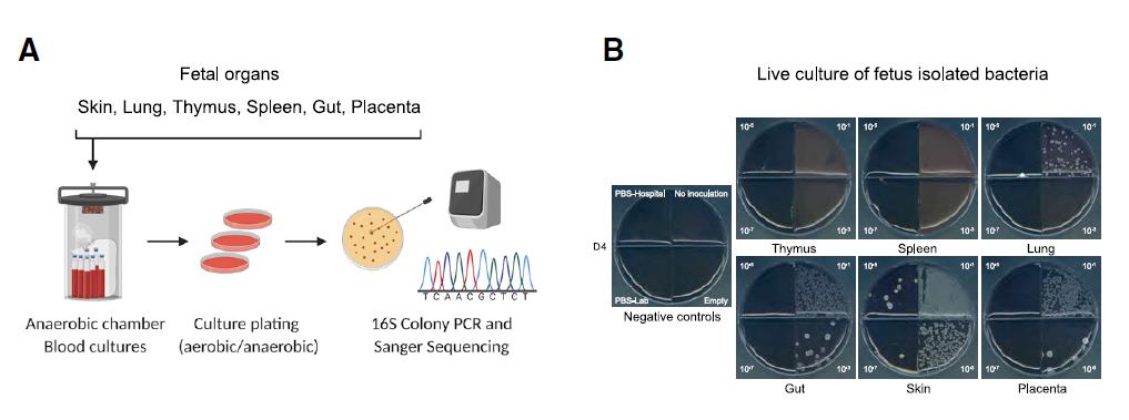 人类胎儿全身组织中都含有活细菌，这些细菌激发了胎儿的免疫发育