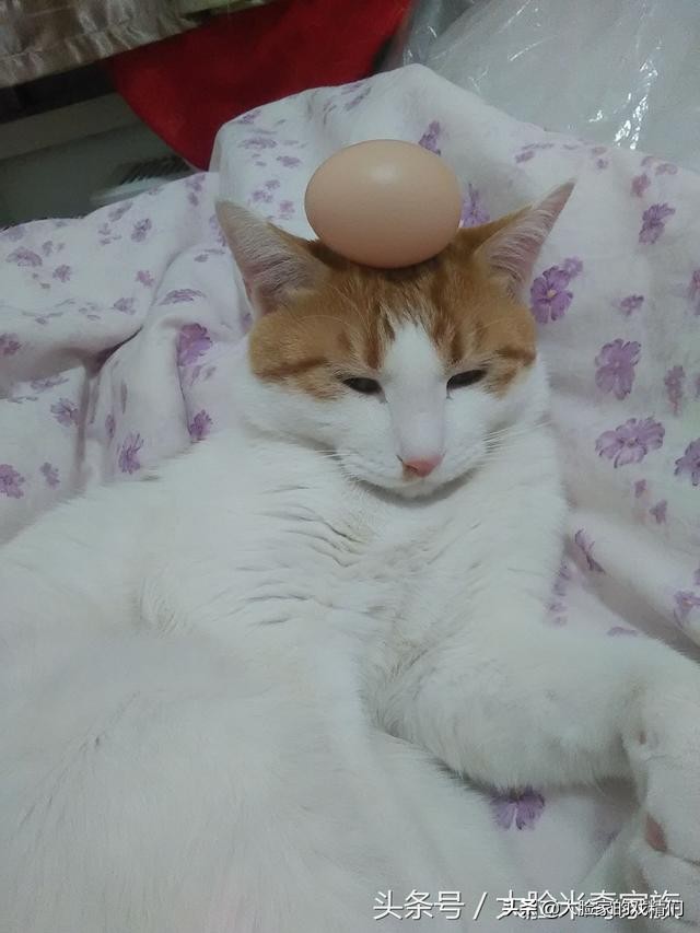 你这样的白橘猫，叫我怎能不爱？