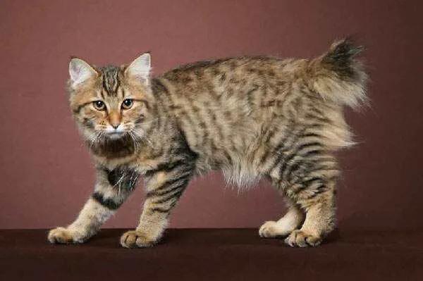 五十种可爱的猫咪,高贵的猫咪