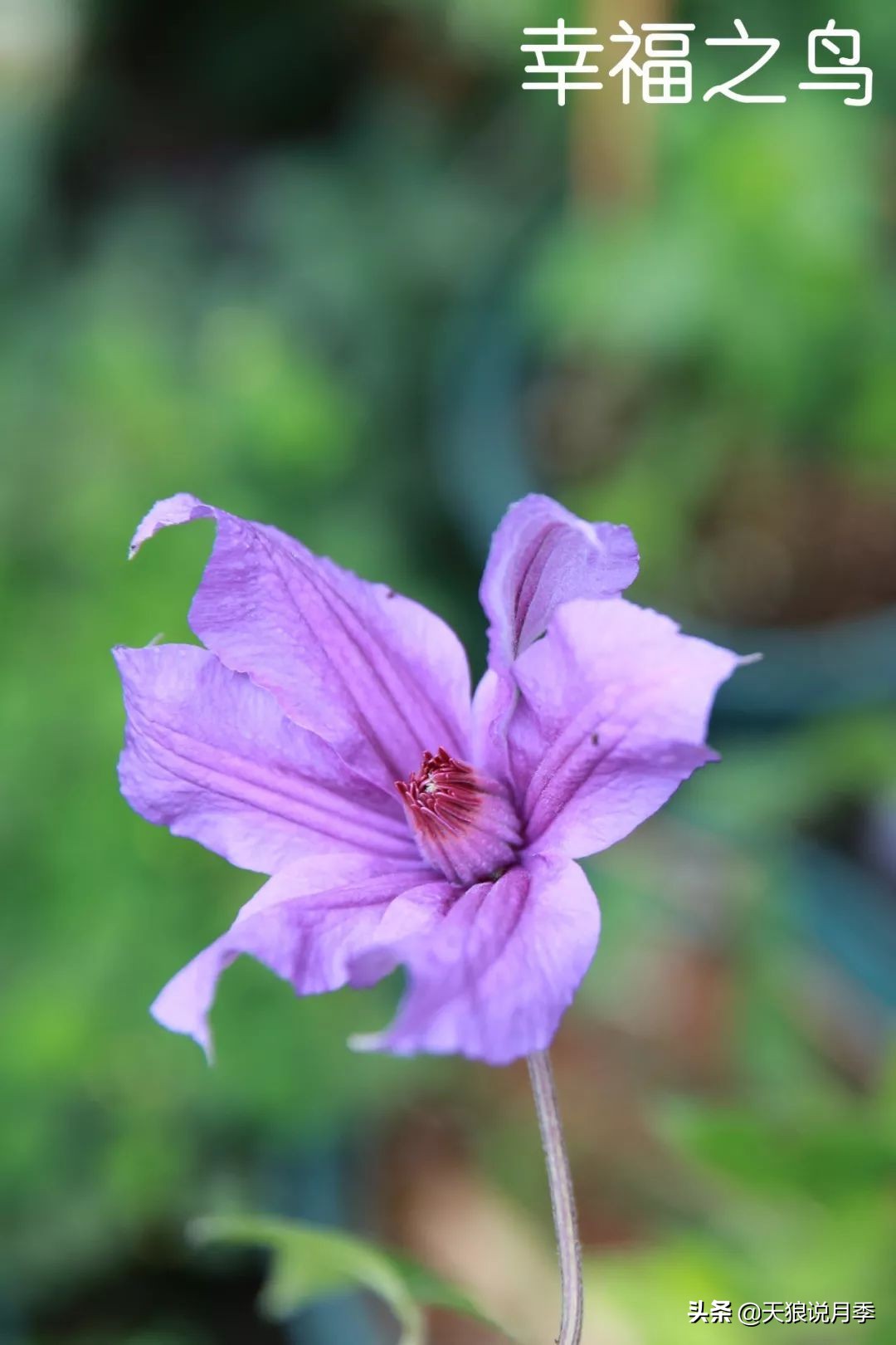 10元3棵铁线莲苗多色,铁线莲苗圃视频