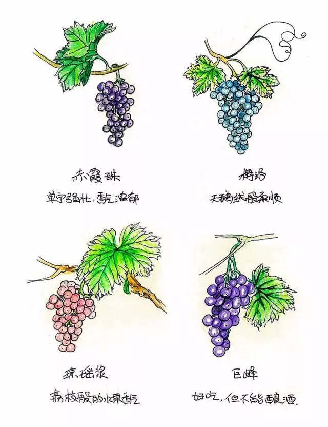 红酒知识100个问答,七个问题瞬间让你清醒