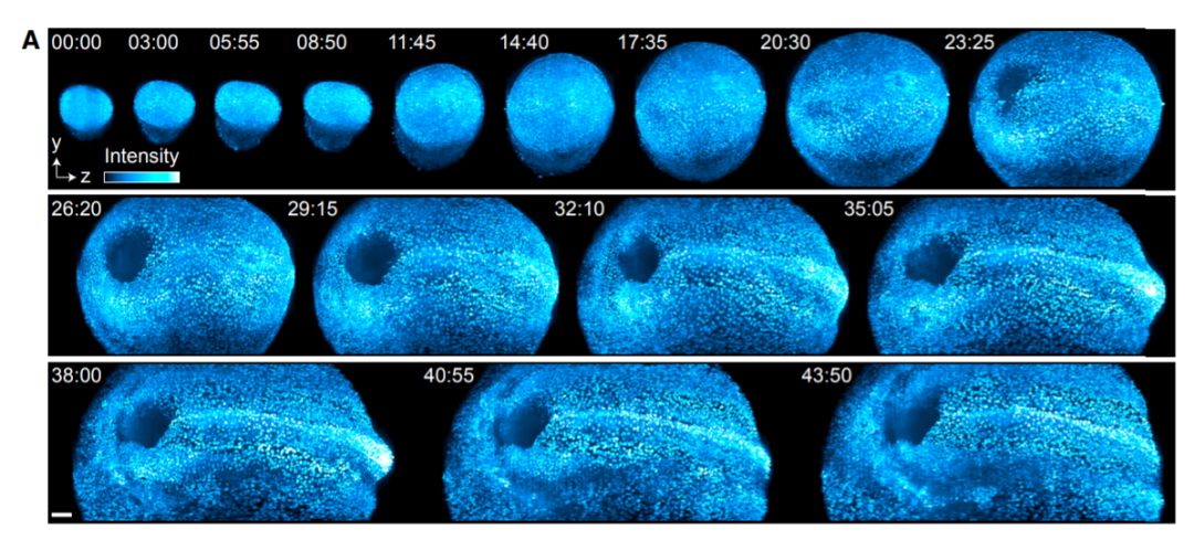鹦鹉胚胎发育图,早期胚胎的发育全过程视频