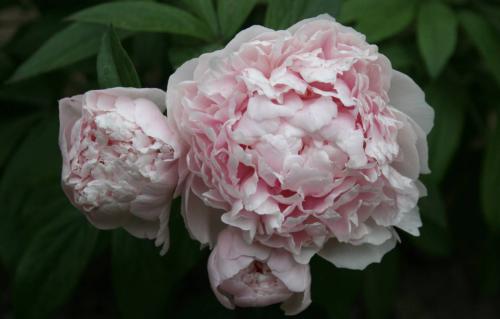 种植芍药花需要注意哪些事项,芍药花可观赏可入药