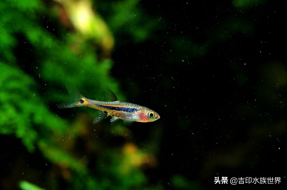 最好看的鱼灯,哪些灯鱼发色好看