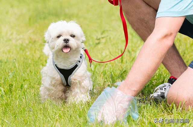 为什么狗狗拉的屎是黄白色的,狗狗绿色便便怎么办