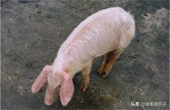 治疗僵猪的小偏方配方,有治疗僵猪的药吗