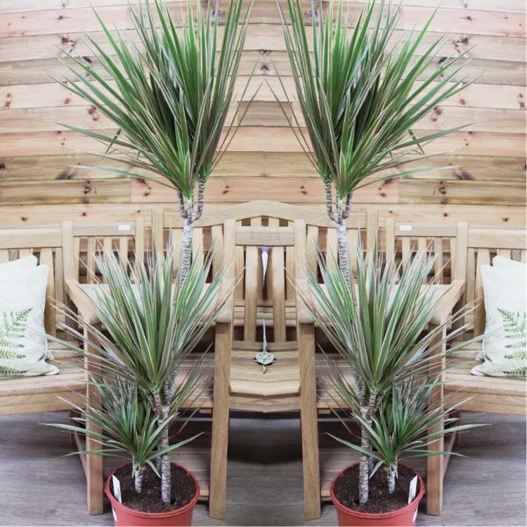 盆栽客厅千年木,养不死的客厅大绿植千年木