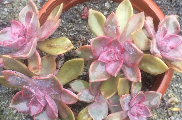 多肉叶子变软了蔫蔫的怎么救活,多肉叶子发软打蔫儿怎么处理