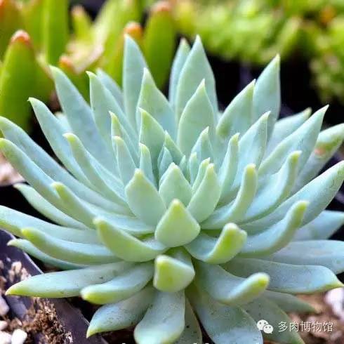 天使之泪多肉老桩,天使之泪多肉状态图