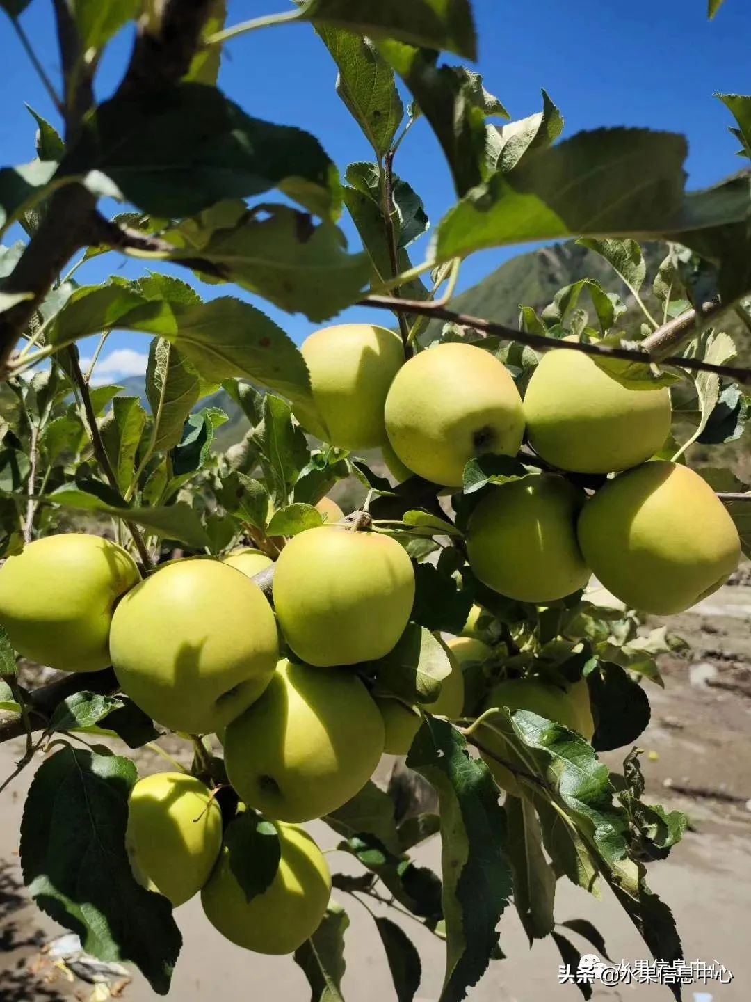 目前最有发展前途的早熟苹果品种,现在最好的富士苹果是什么品种