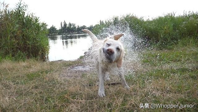 下雨天遛狗狗会生病吗,下雨天不要遛狗