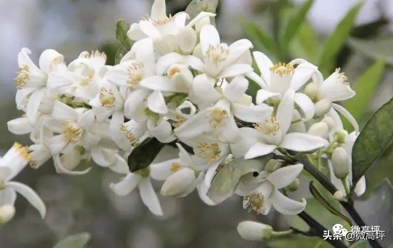 “橙”邀你来！赏橙花、溜滑道、摘樱桃，来高坪橙花节做最靓的崽儿···（内含超值福利）