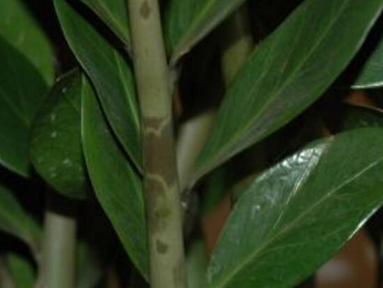 金钱树茎上有黑斑怎么处理,金钱树长虫怎么处理