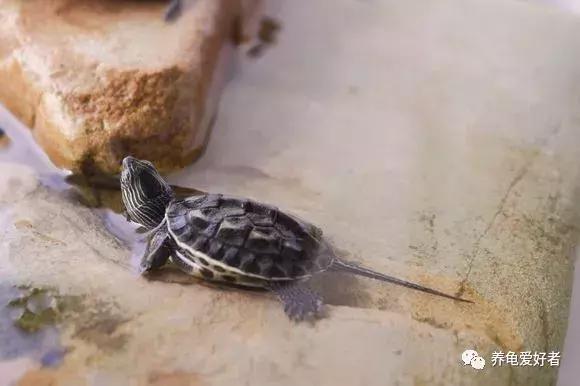 中华花龟的饲养方法,养中华花龟的正确方法