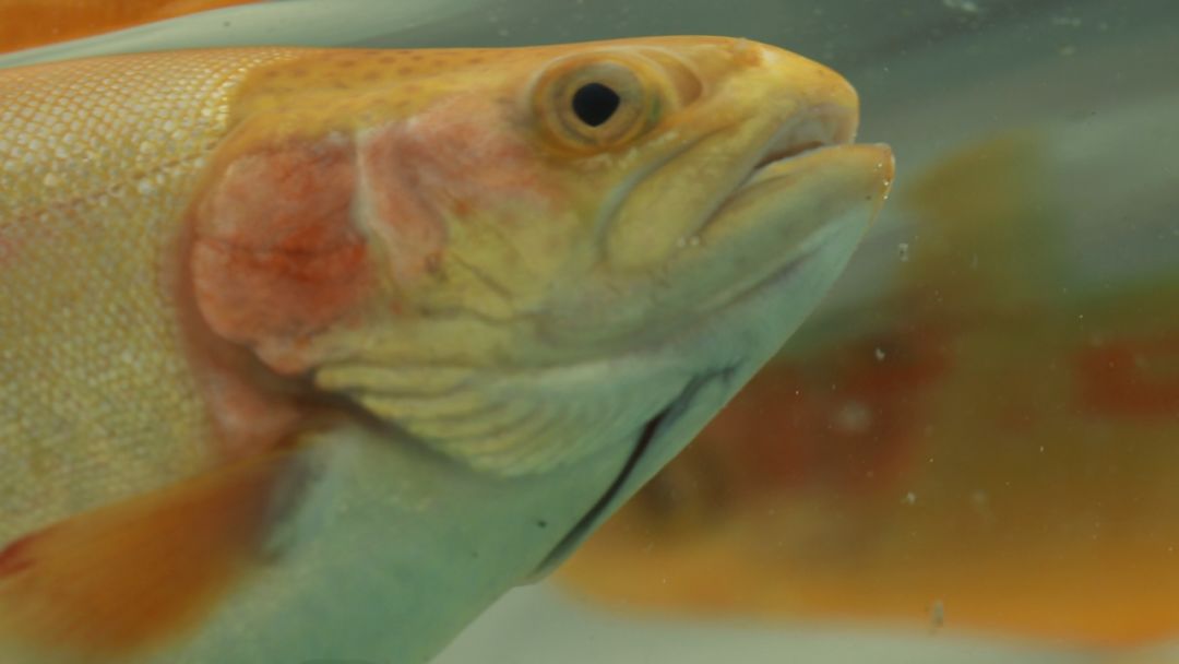 不可思议今非昔比,雁门关外的真相