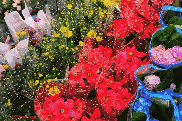 双流区绿化景观,双流县景观花园设计