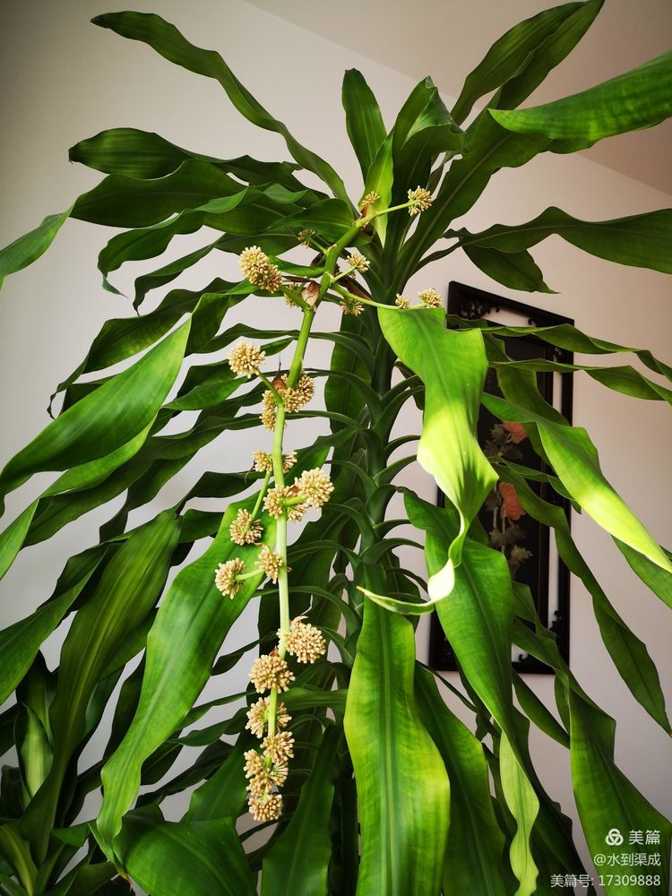 巴西木是满屋花香吗,巴西木花香有毒吗