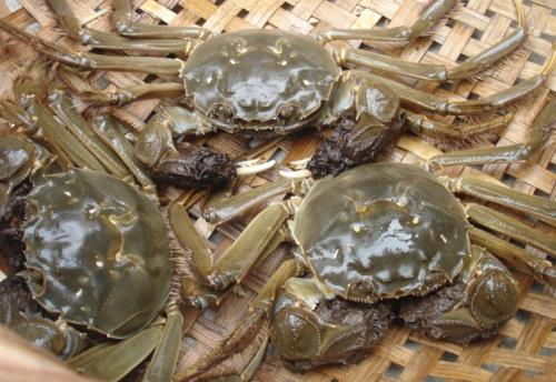 活螃蟹放冰箱第二天怎么吃,吃不完的螃蟹应怎样保存比较新鲜