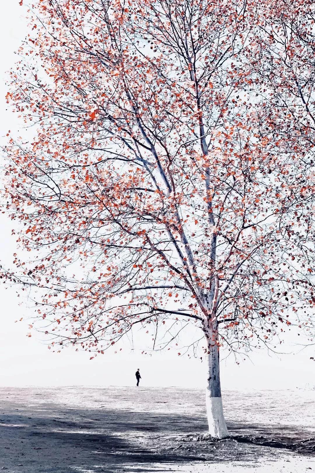 赞别人拍的照片,你用手机拍过哪些最美的照片