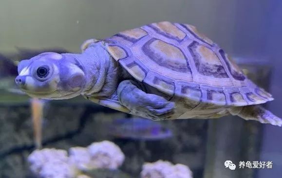 快要进入冬眠状态的乌龟都热醒了,龟冬眠醒了是怎么回事