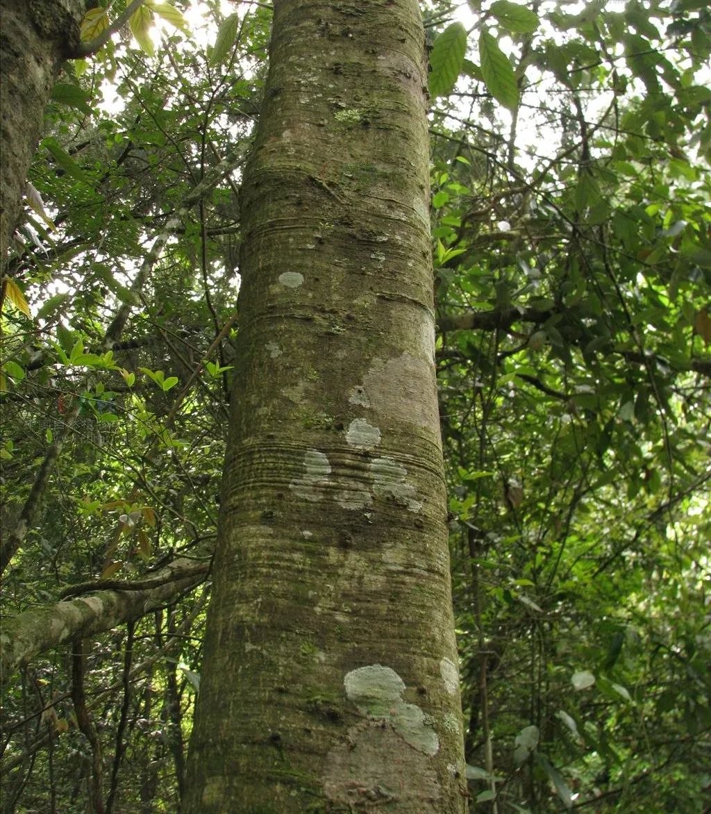 这种野果曾是我们的食物，插上竹棍变成玩具，如今却沦为“垃圾”