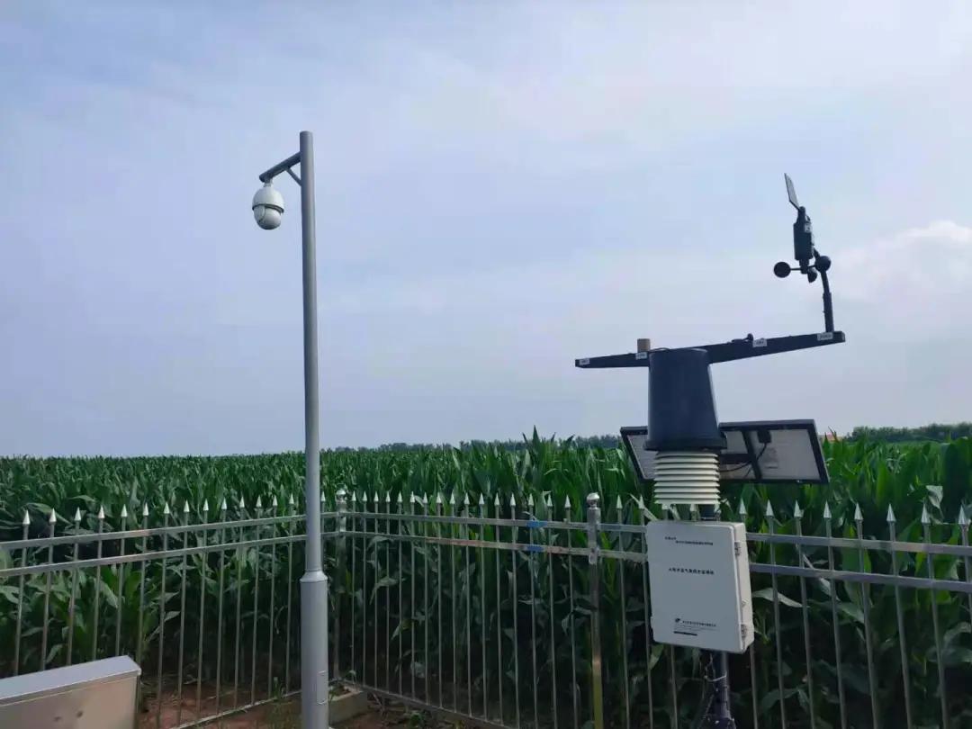 大熊猫这么可爱大家喜欢它吗,耕地中的大熊猫吃什么