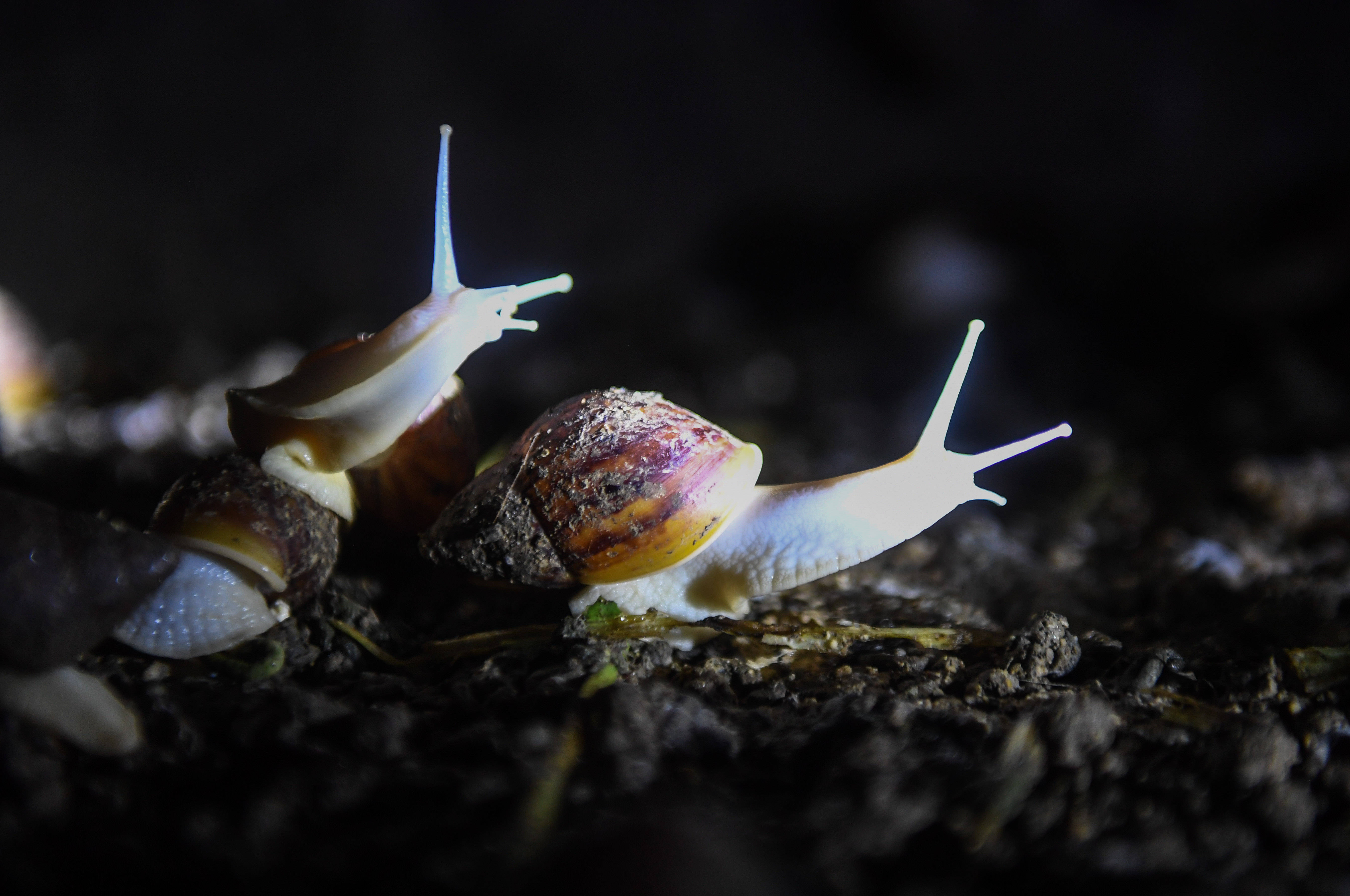 蜗牛养殖户年收入多少,养殖2000只蜗牛一年利润是多少