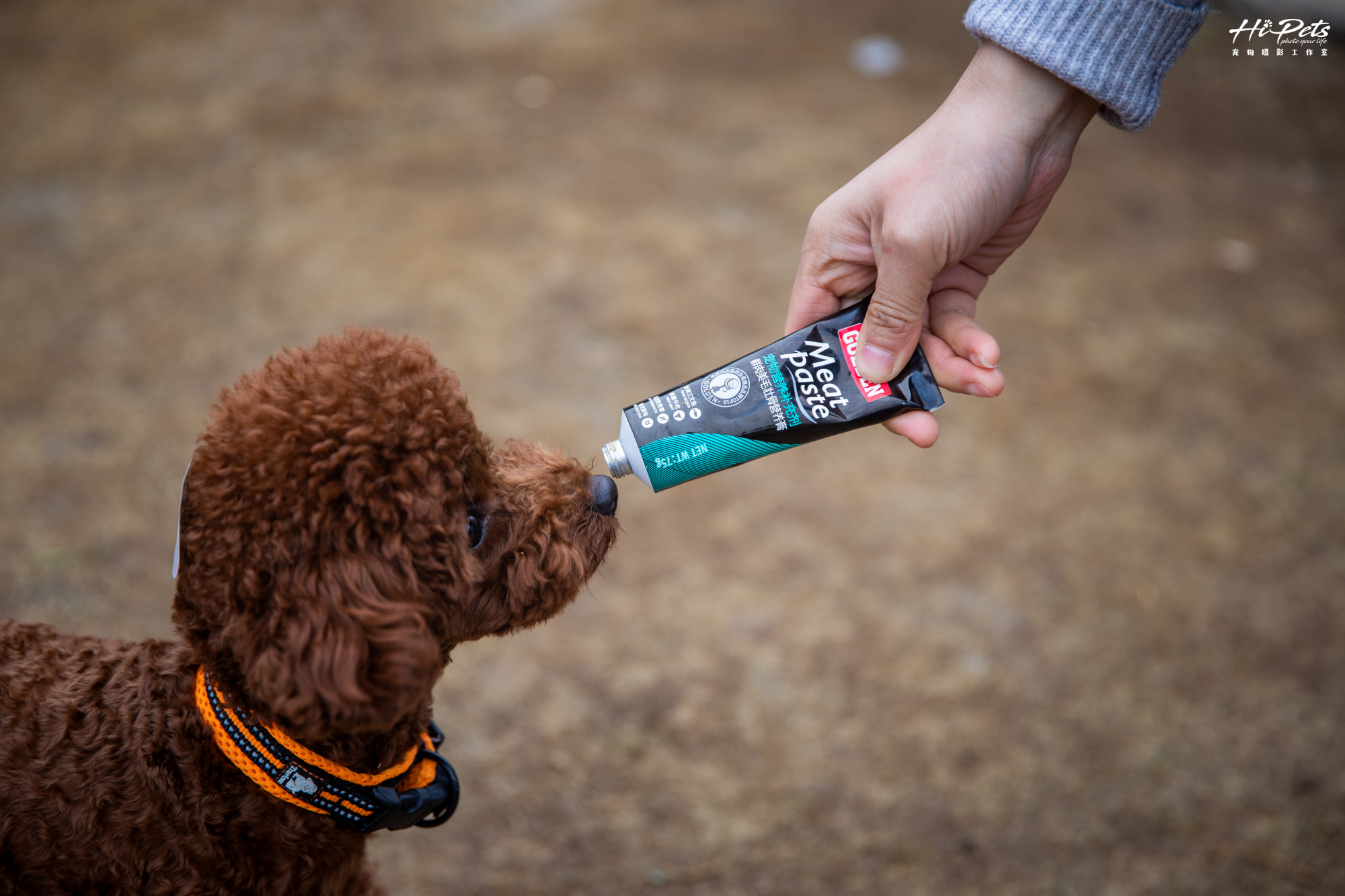 春季宠物发情期，你还在犹豫要不要为宠物绝育？