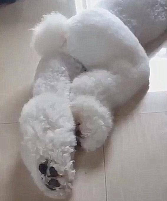 狗狗趴在客厅,从狗狗的睡姿看爱不爱你