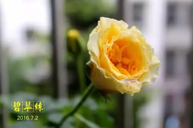 你的名字ost小姐姐,你的名字faded纯音乐版