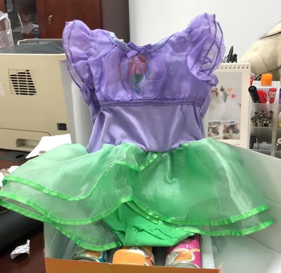 小猫咪换装公主裙,小猫咪穿上可爱漂亮的裙子