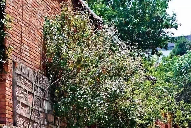 日本假鲫鱼入侵,却成钓友们的美味,一钓就一桶,比土生鲫鱼好吃