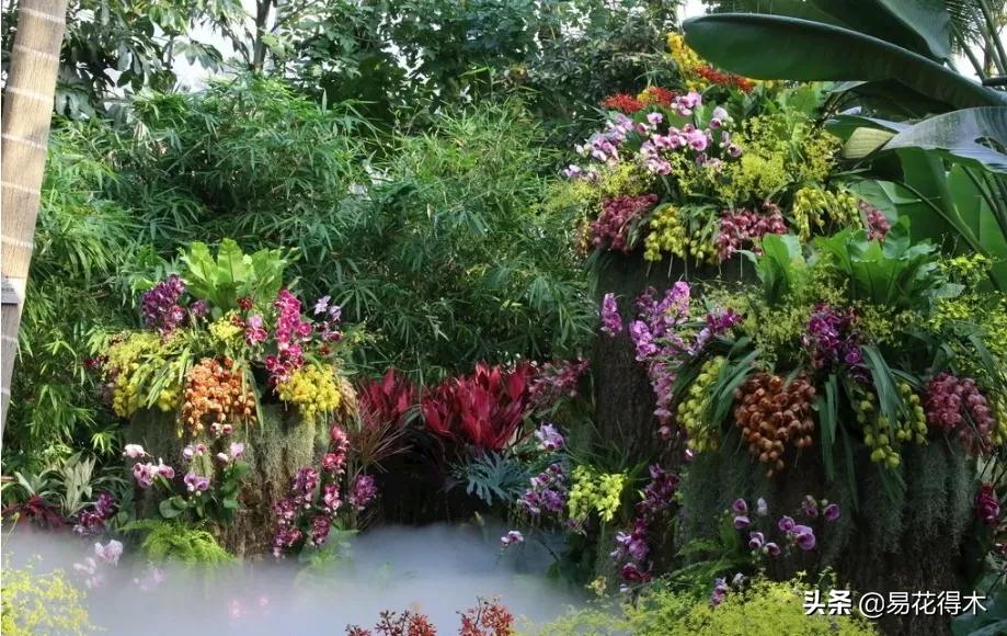 荷瓣兰最好的兰花品种排行,腋唇兰和春兰的区别