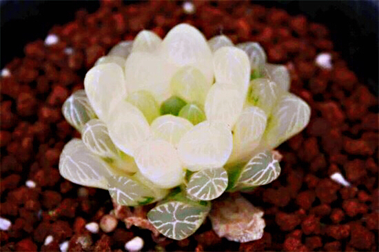 冰灯玉露多肉,冰灯玉露多肉植物