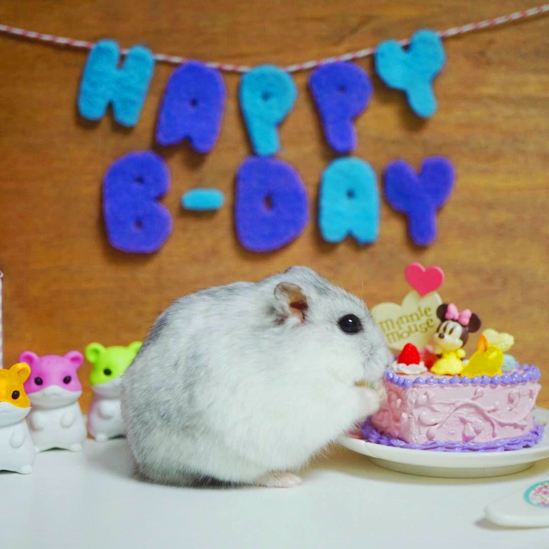 仓鼠生日蛋糕不用羊奶粉,仓鼠要过生日了怎么给它准备礼